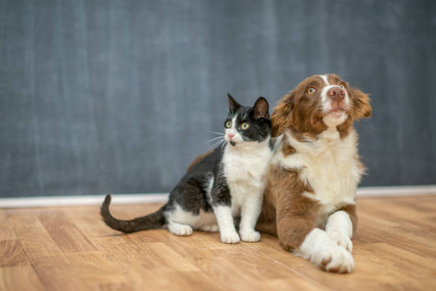 A dog and a cat sitting close to each other on a wooden platform