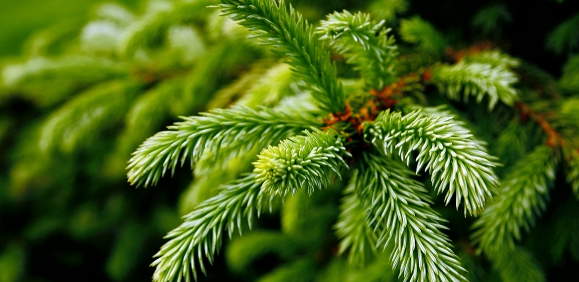 A bunch of green pine leaves
