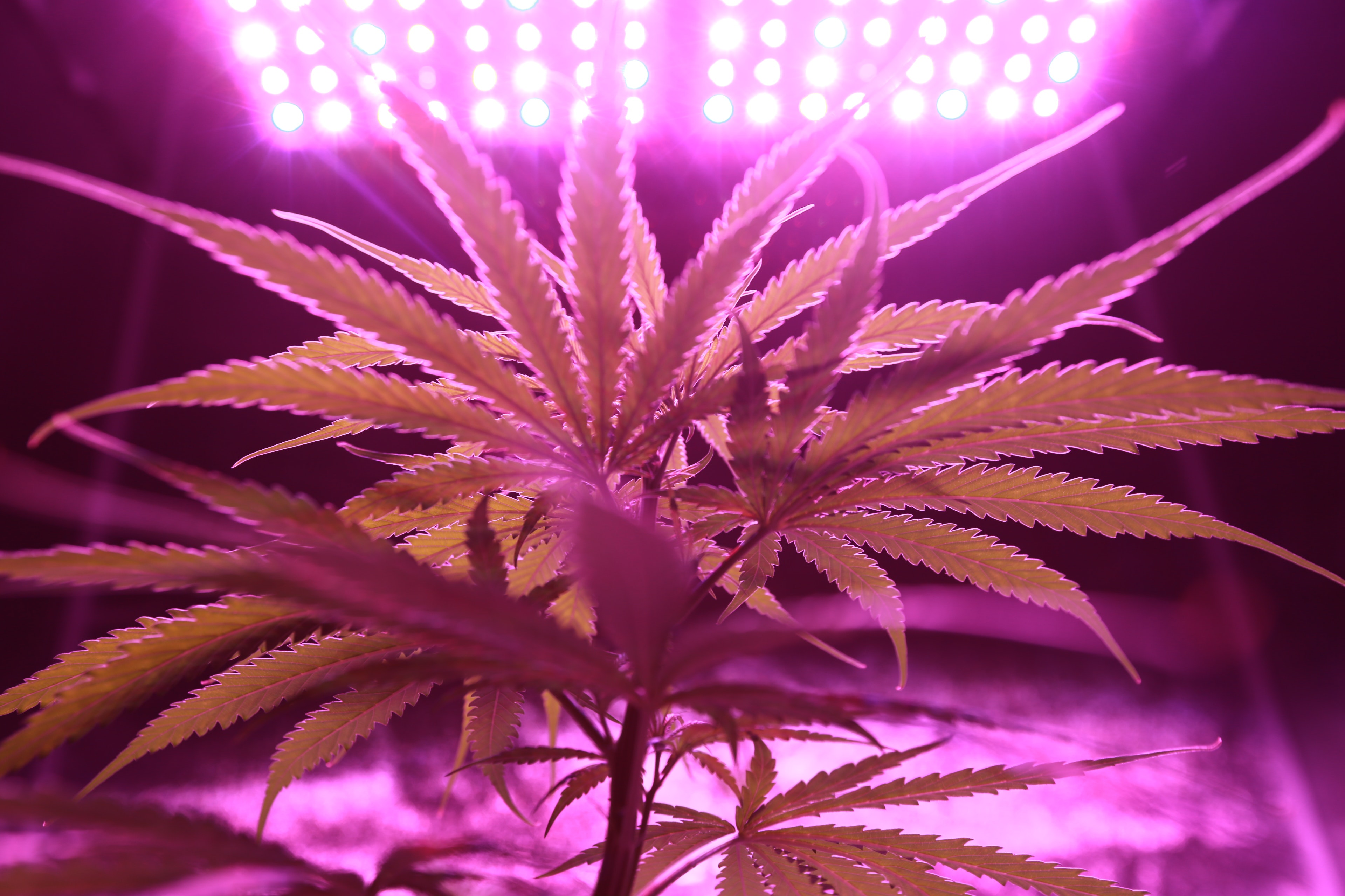 A bunch of green cannabis leaves with a purple light above it