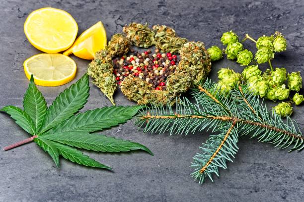 The Interaction Of Terpenes In Cannabis- A Comprehensive Explanation