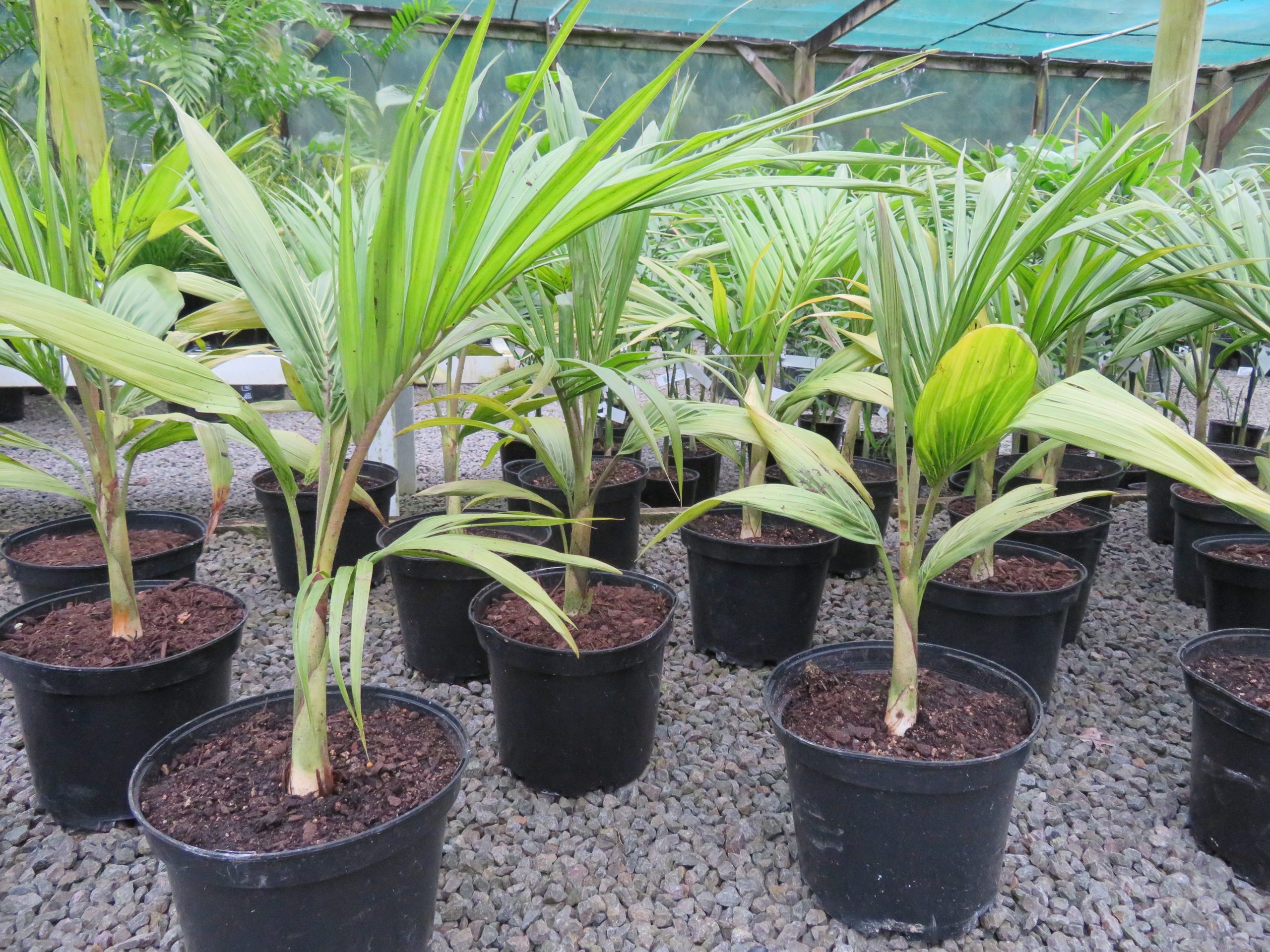 Palm leaves planted in several black plant buckets filled with soil
