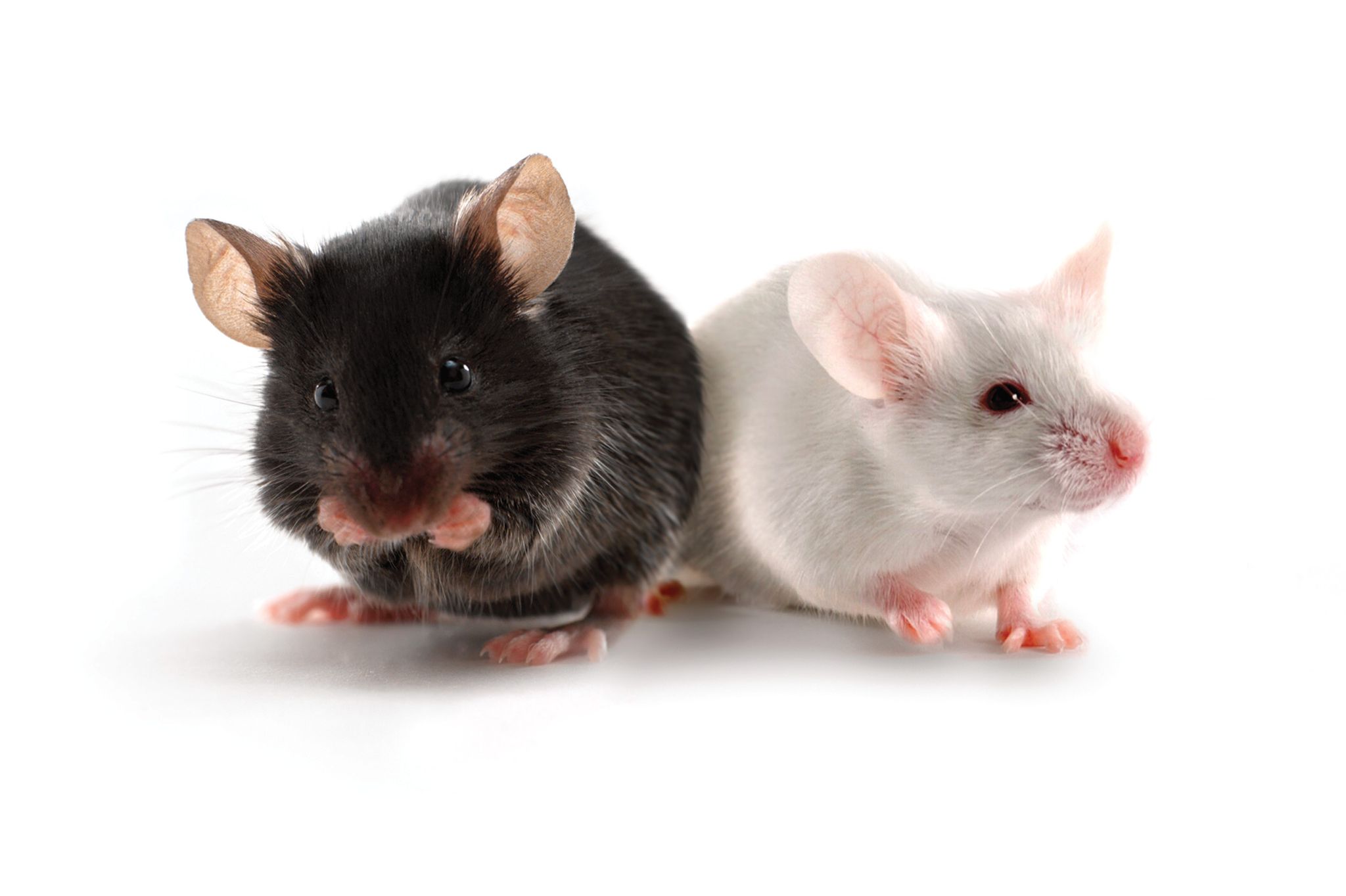 Parkinson’s Disease - MR Methods And Result In Rodent Models