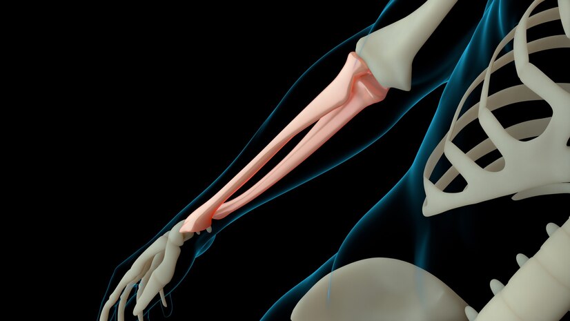 Skeletal model featuring the arm