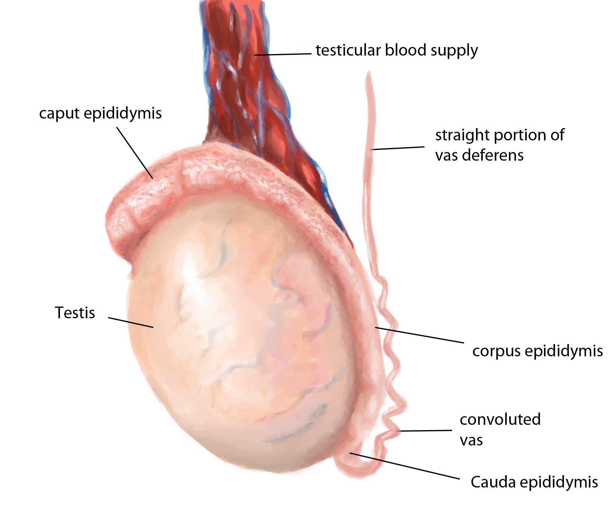 A fully labeled testis on a white background