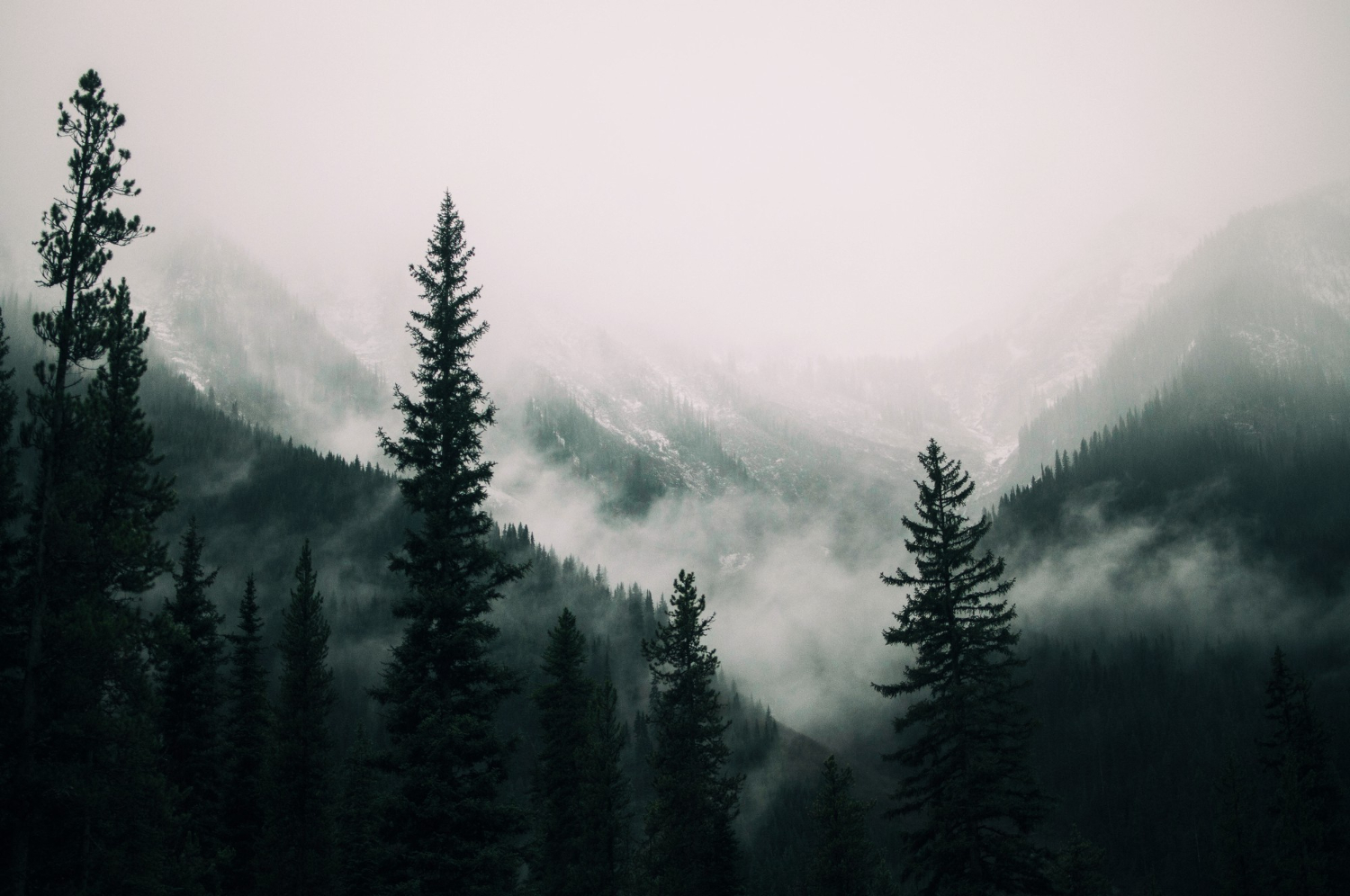 Tall trees forest mountains covered with fog