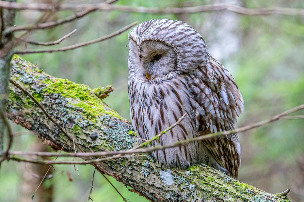 Ural Owl On Tree Branch