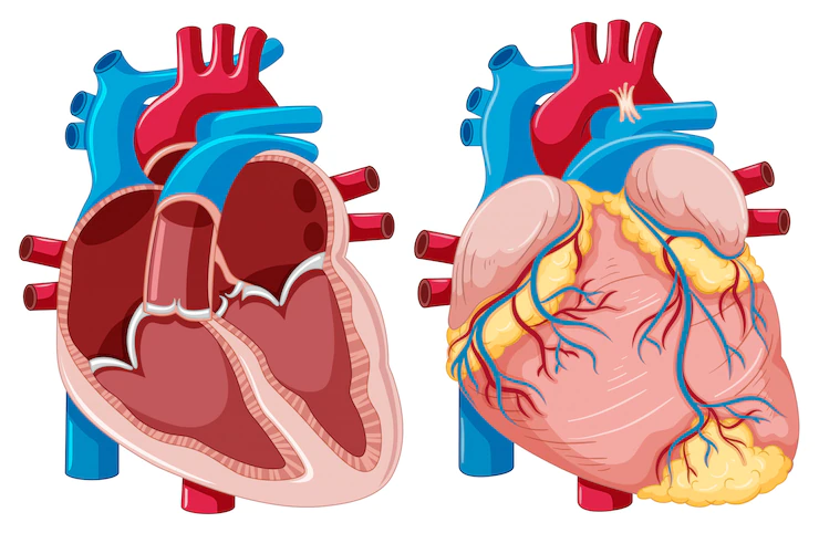 Human heart internal structure