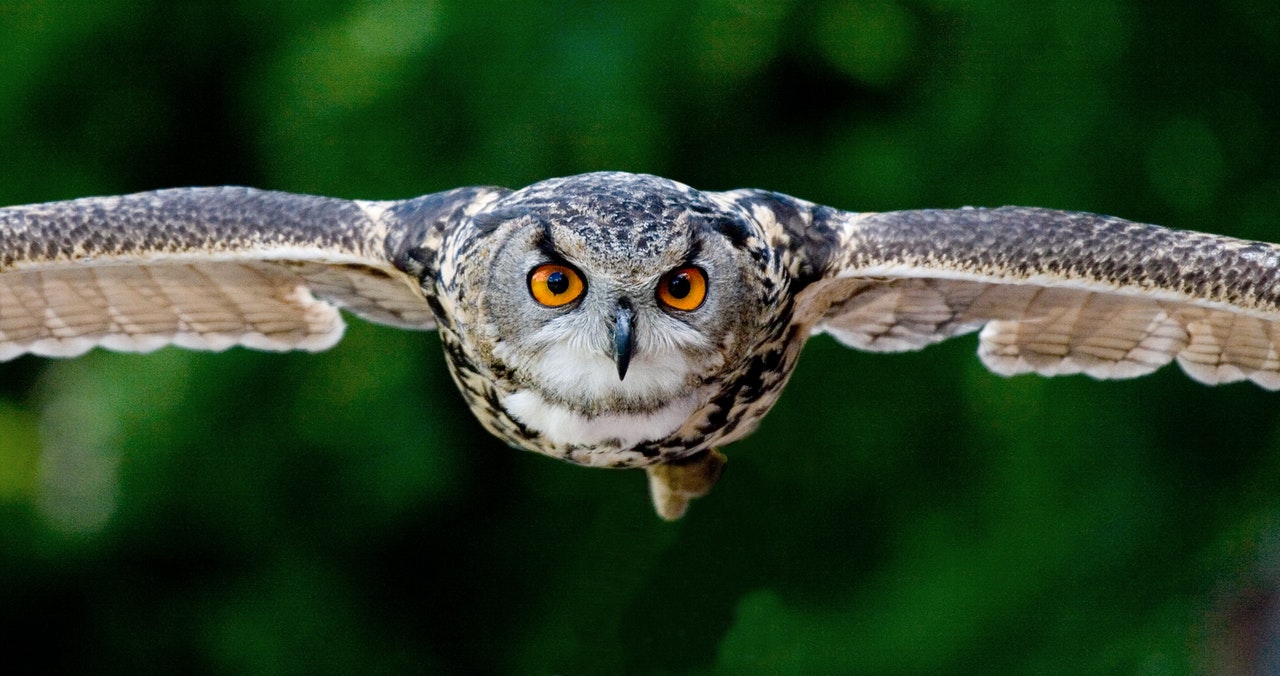 Flying Eagle-owl
