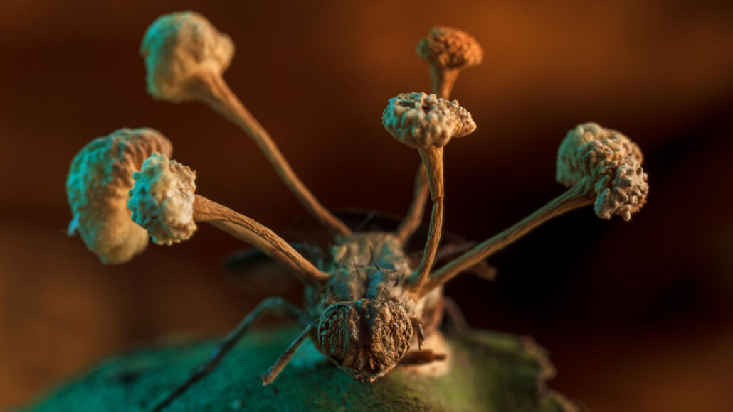 Fly With Zombie Fungus Wins A Science Photo Contest
