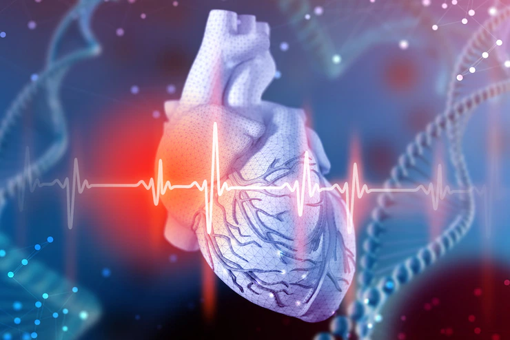 Visual illustration of human heart and cardiogram