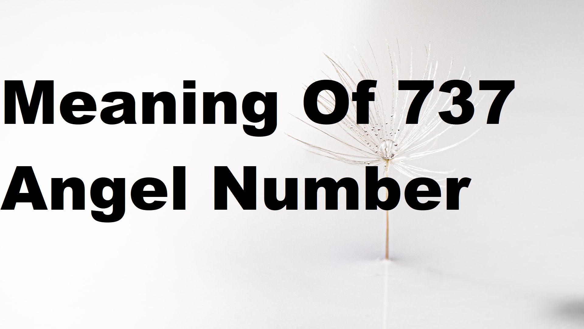 Meaning Of 737 Angel Number text on a dandelion background