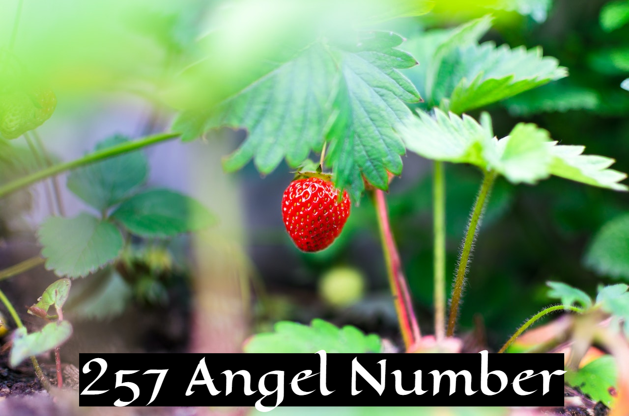 257 Angel Number Representation - Systematic And Stable Life