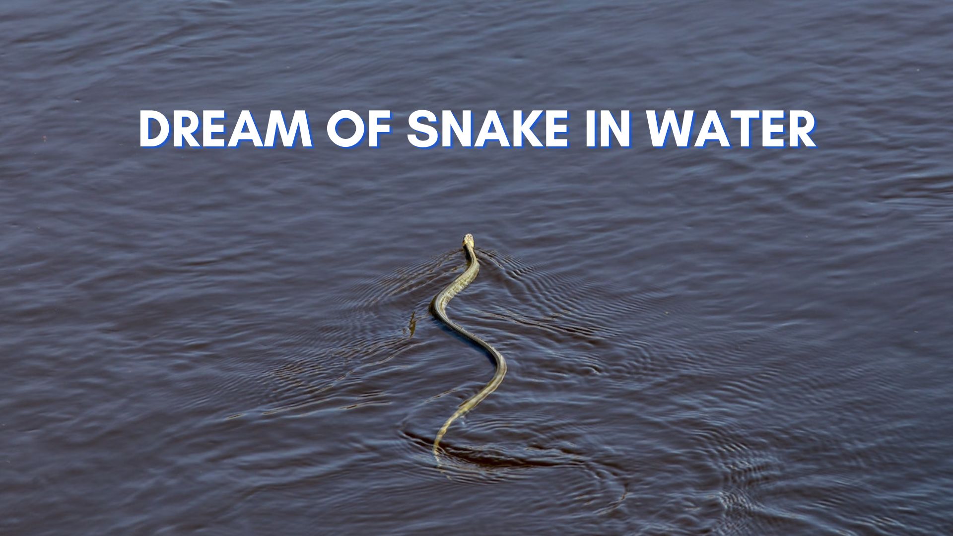 Dream Of Snake In Water Symbolism - Be Mindful Of Your Surroundings