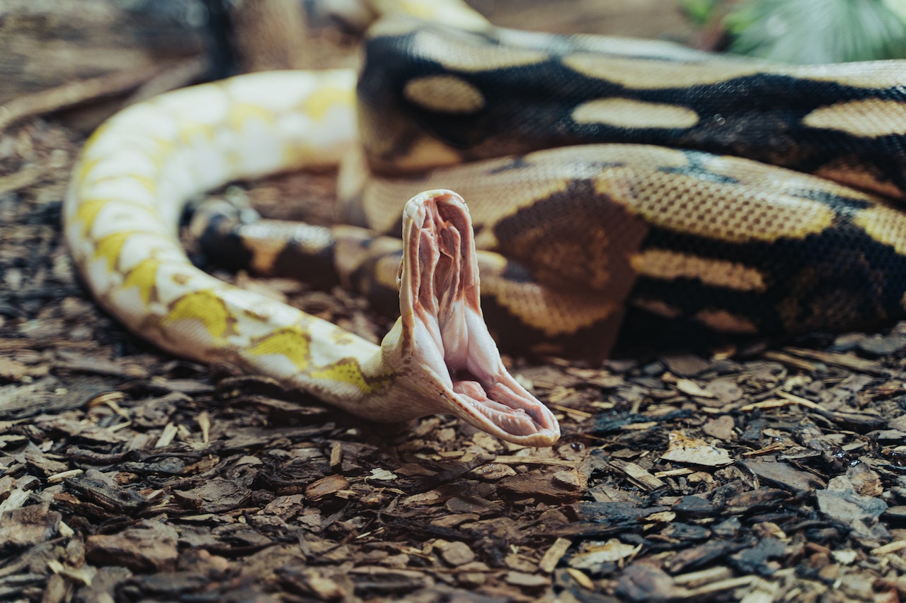 A Python with its Mouth Open