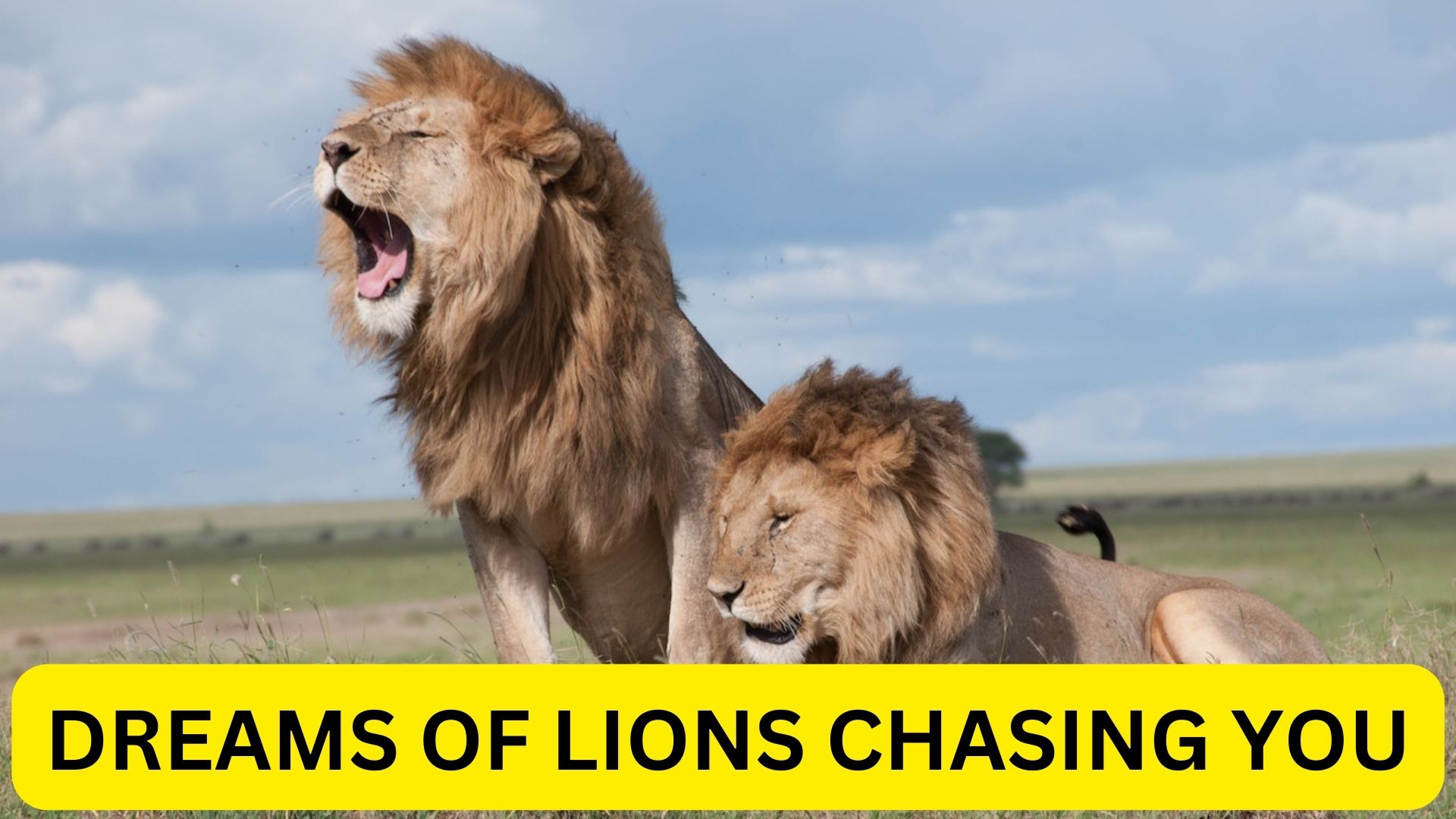 Dreams Of Lions Chasing You - Meaning And Symbolism