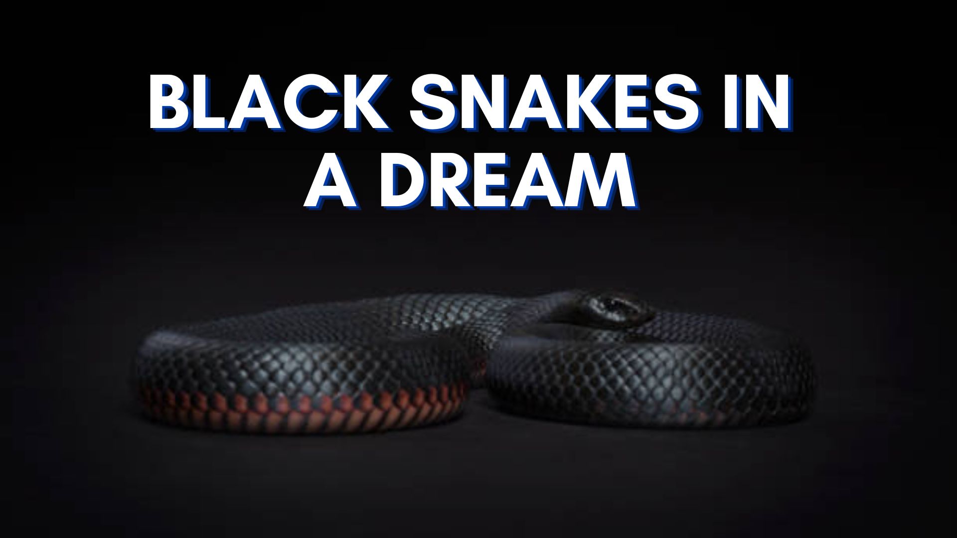 Black Snakes In A Dream - An Indication Of Danger