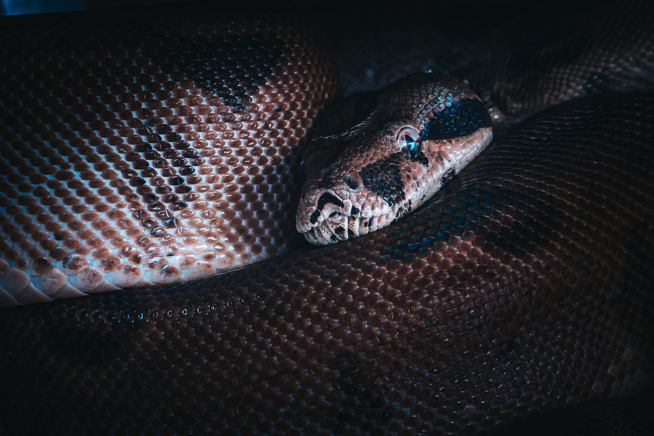 Big brown snake looking at camera in dark place