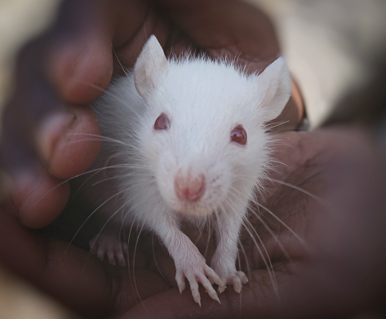 Cute White Rat on Person's Hands