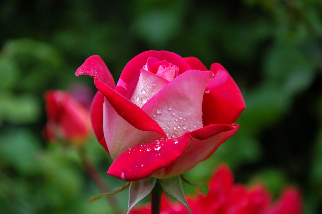Close Up of Red and Pink Rose