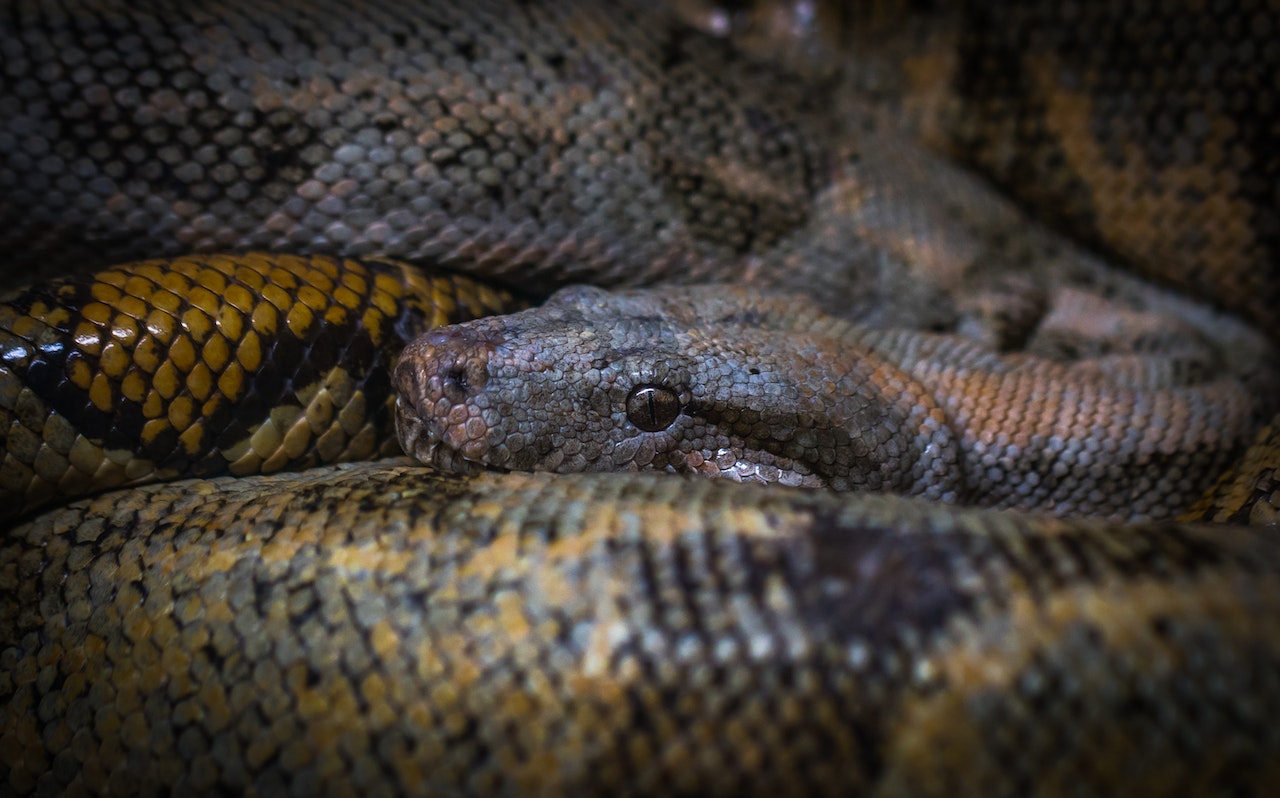 Closeup of Anaconda