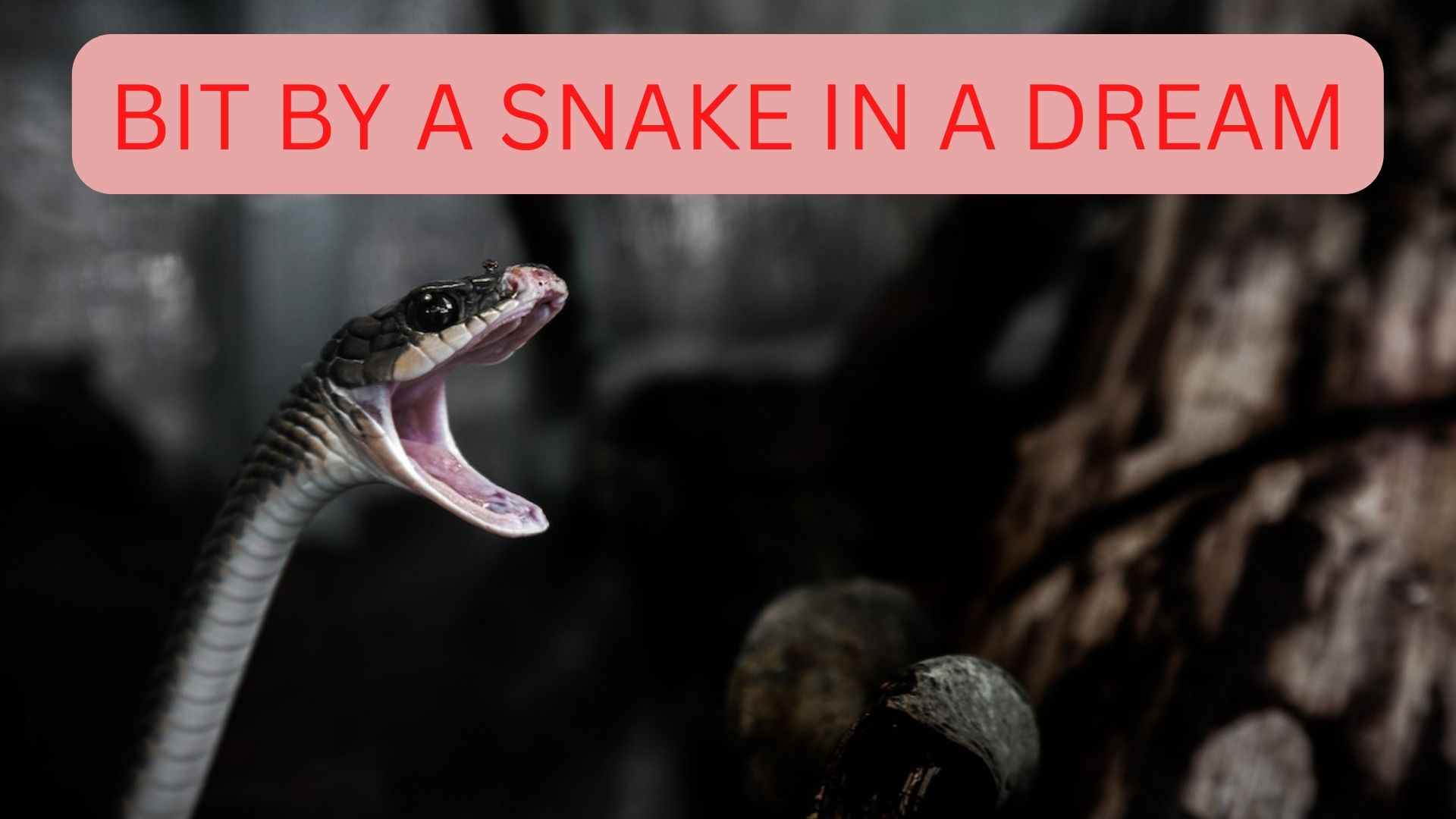 Bit By A Snake In A Dream - Interpretation & Symbols