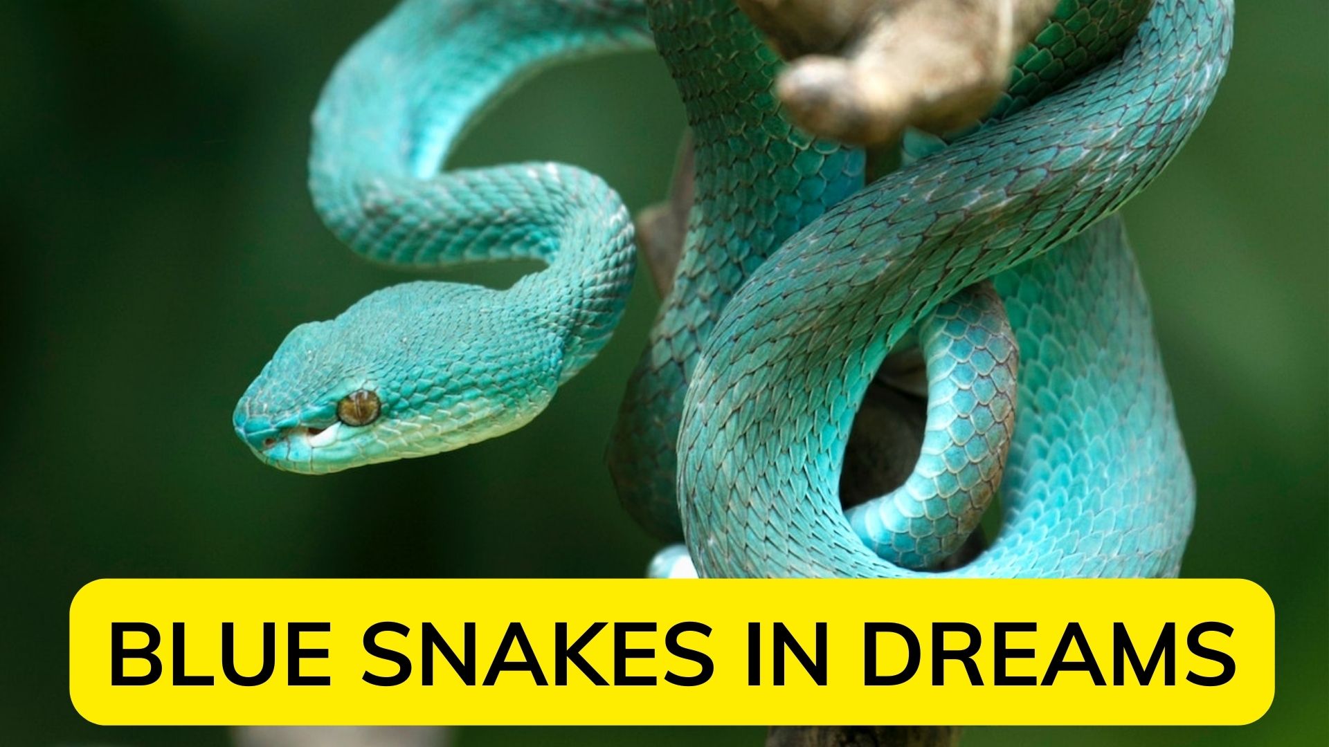 Blue Snakes In Dreams - An Indication Of Danger