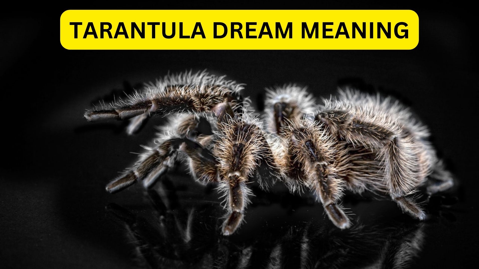 Tarantula Dream Meaning - Symbolizes Your Fears And Anxieties