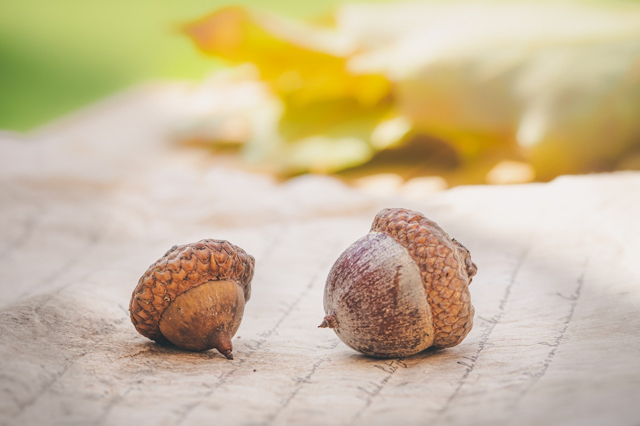 Close-Up Photo of Two Acorns