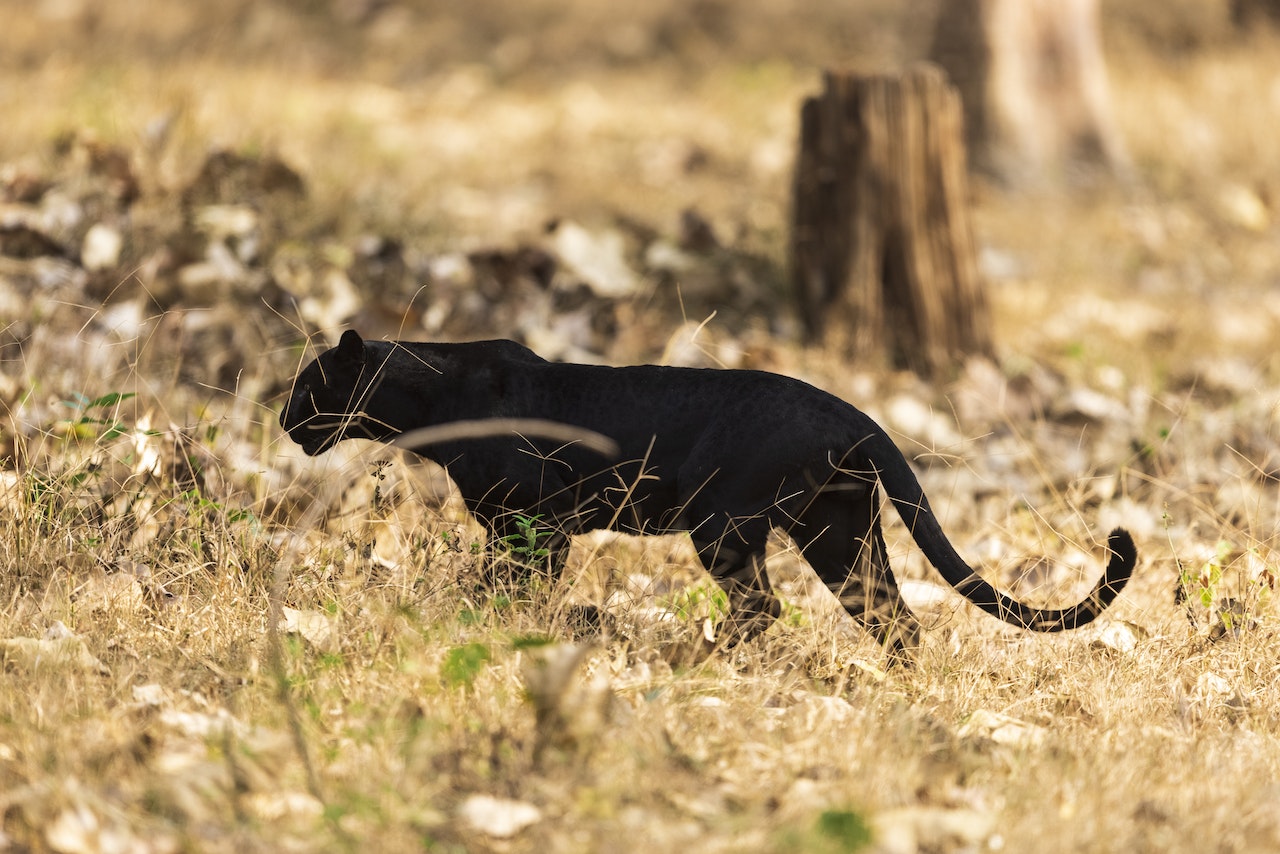A Black Panther on Brown Grass