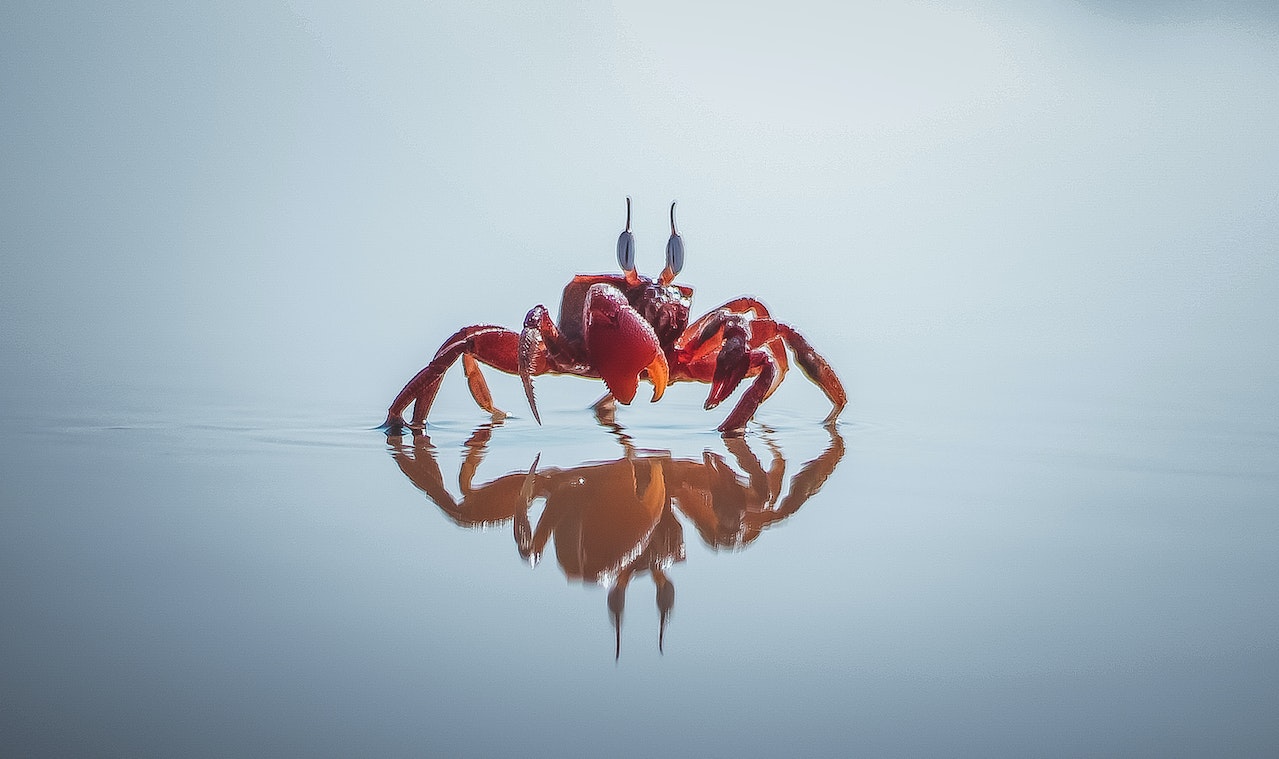 Red Crab On Water Surface