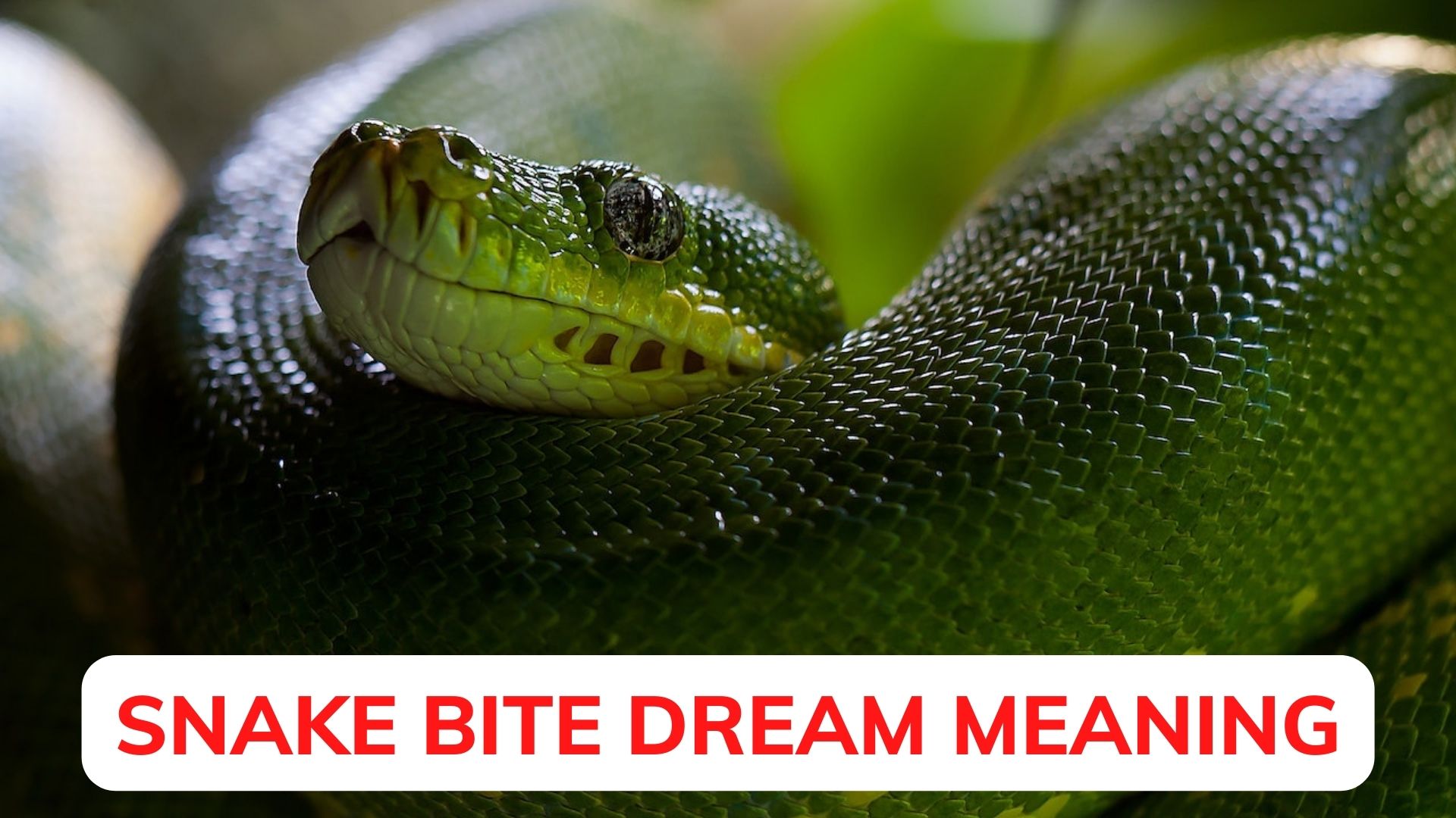 Snake Bite Dream Meaning - Fear And Fascination