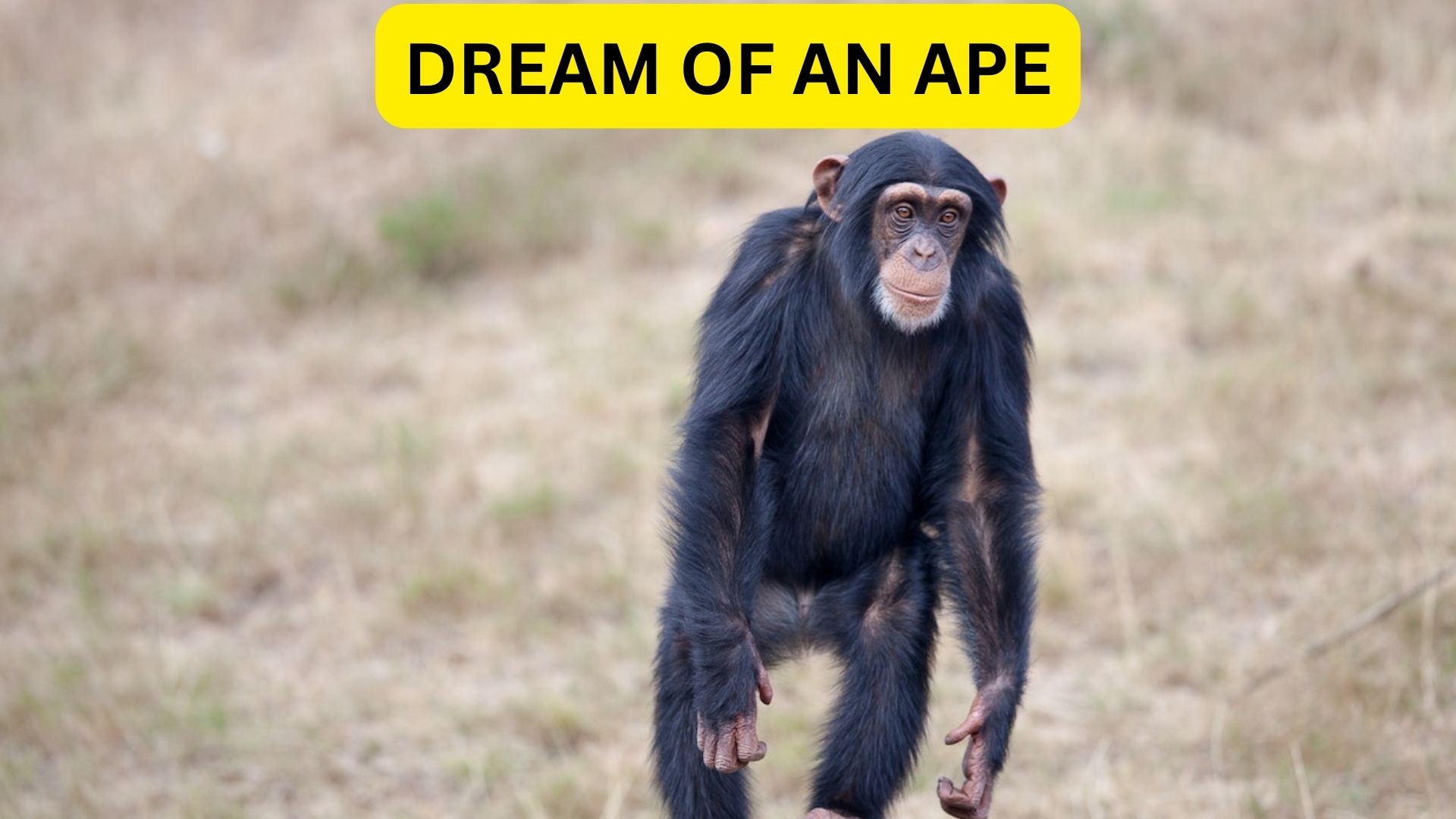 Dream Of An Ape Meaning - Good Connection With Nature And The People Around You