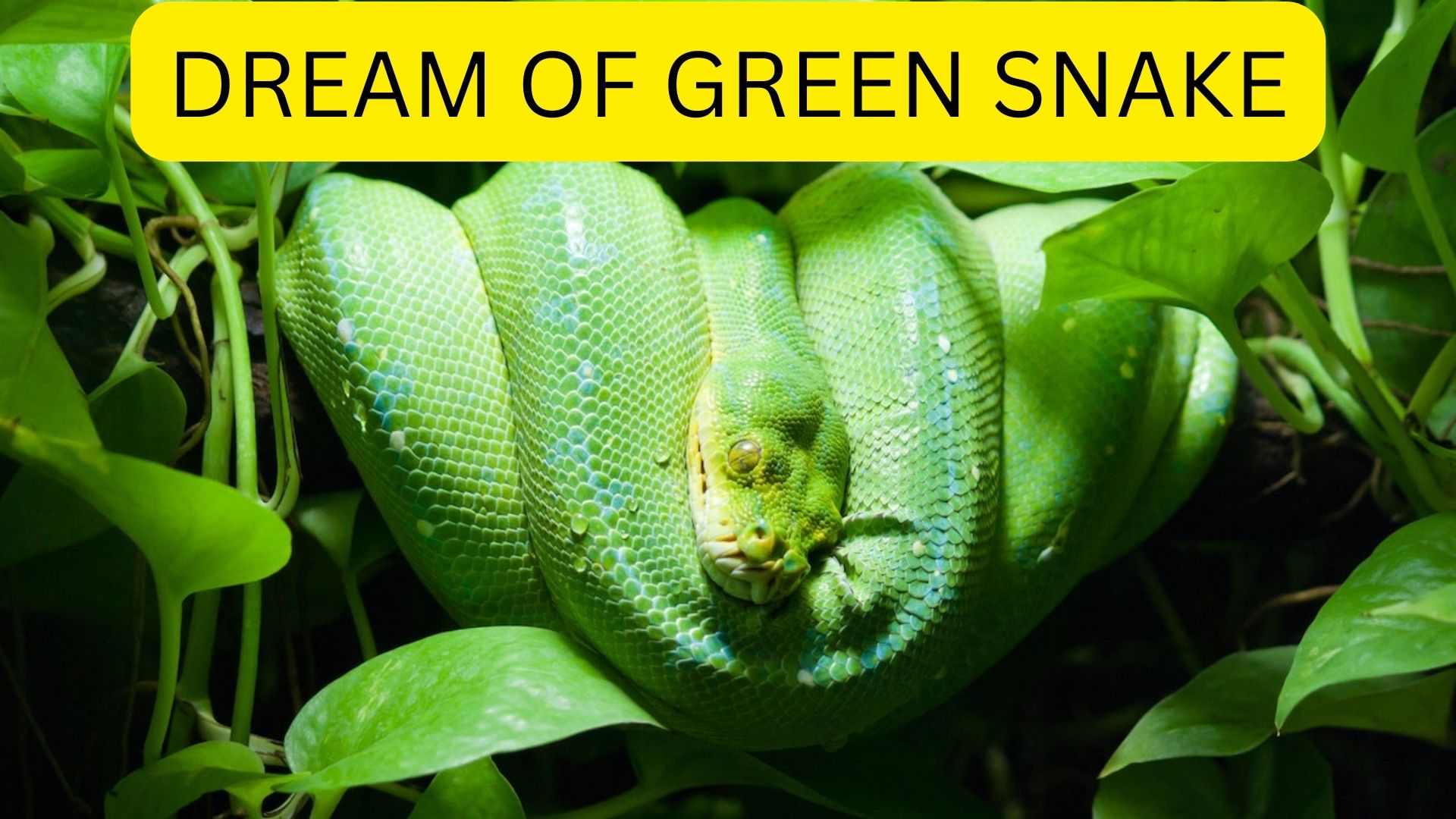 Dream Of Green Snake Shows Proper Luck Grants