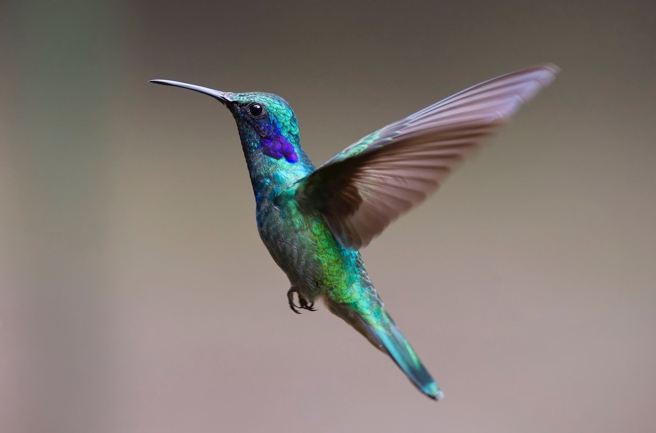 Colorful Hummingbird