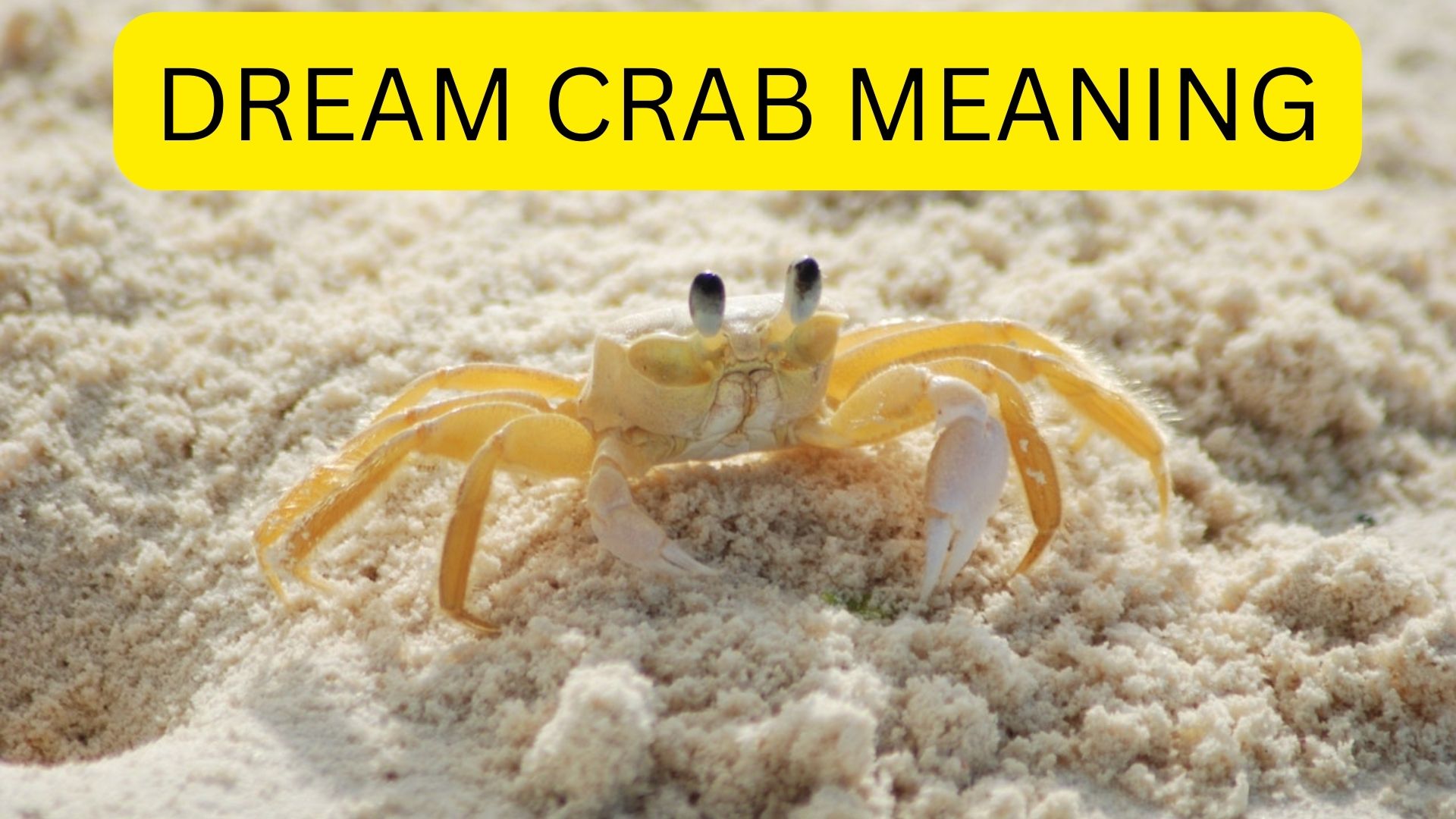Dream Crab Meaning Signifies Hardships In Life