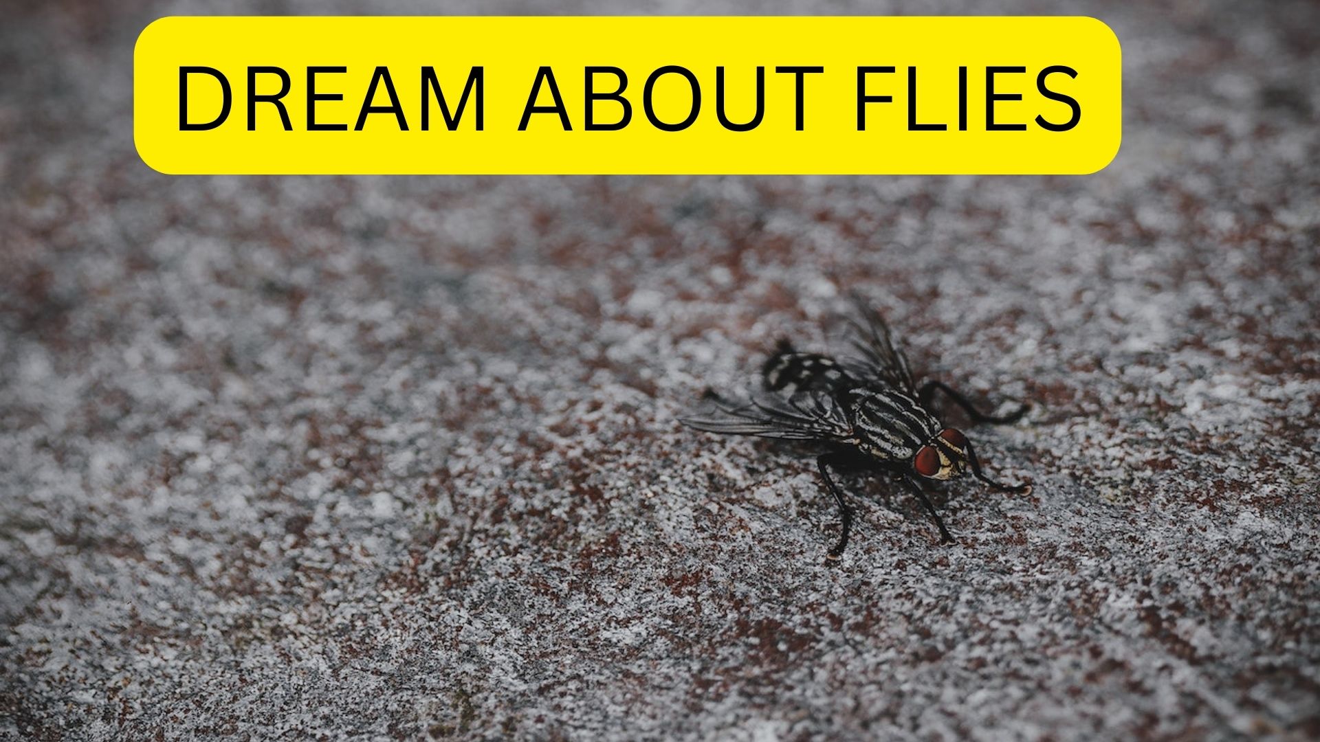 Dream About Flies - An Indication Of Anxiety We've Been Experiencing