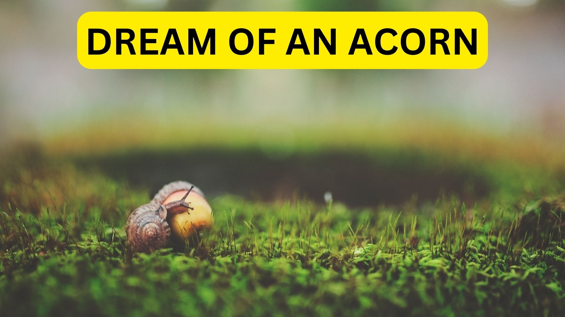 Dream Of An Acorn - It Symbolizes Strength And Durability