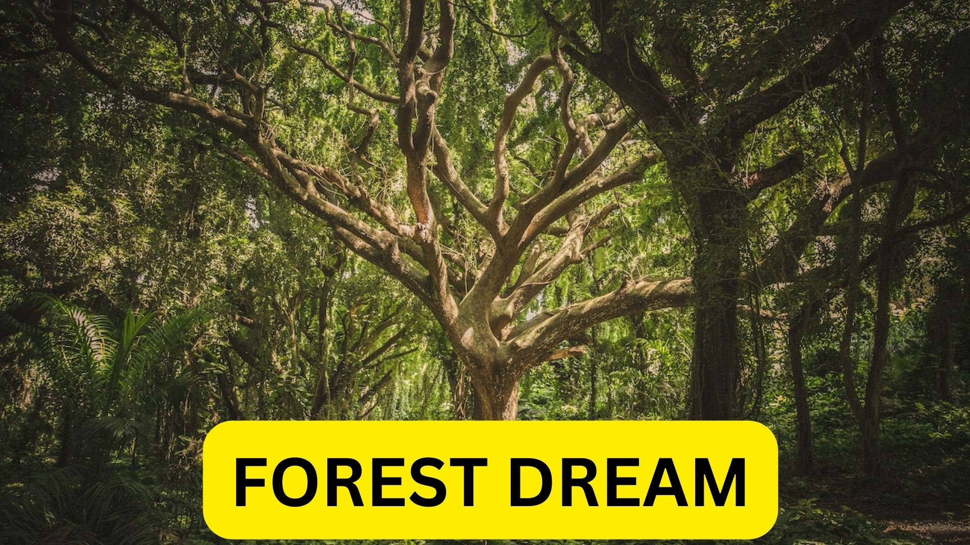 Forest Dream - Refers To A Phase Of Transition