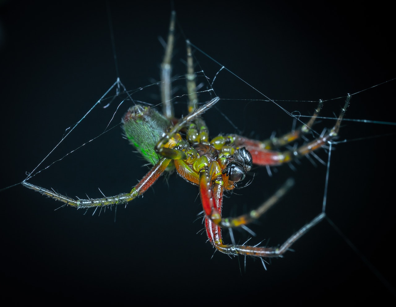 Webbing Green and Red Spider
