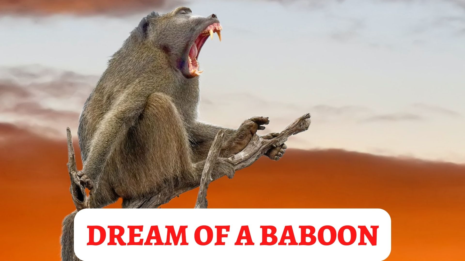 Dream Of A Baboon - Symbolizes Peace And Prosperity
