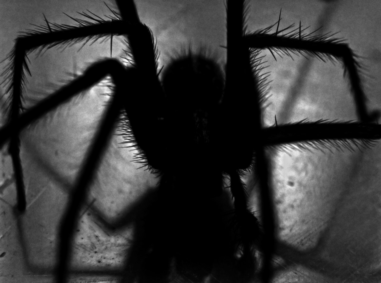 A Silhouette Of A Big Spider