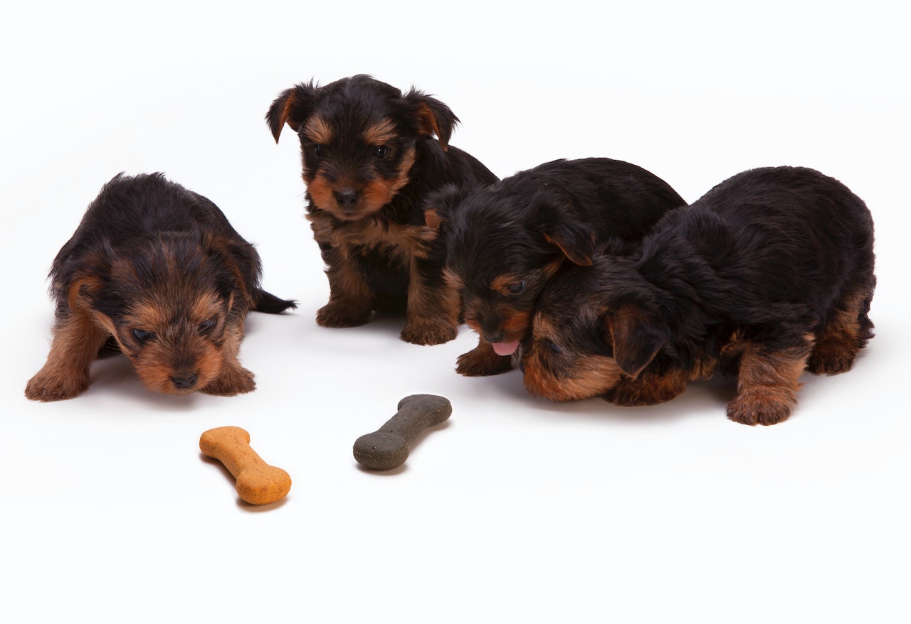 Black and Tan Yorkshire Terrier Puppies