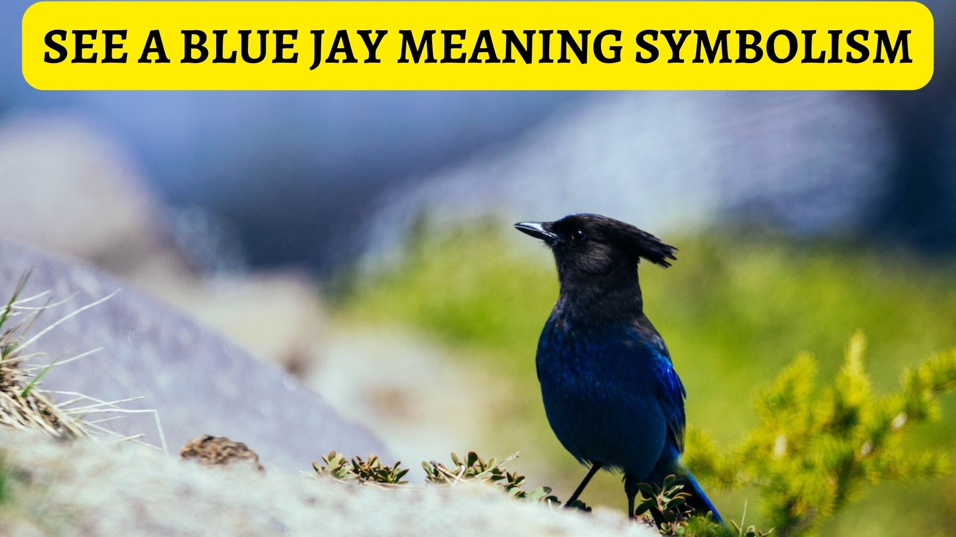 What Does It Mean When You See A Blue Jay - Symbolism And Signs