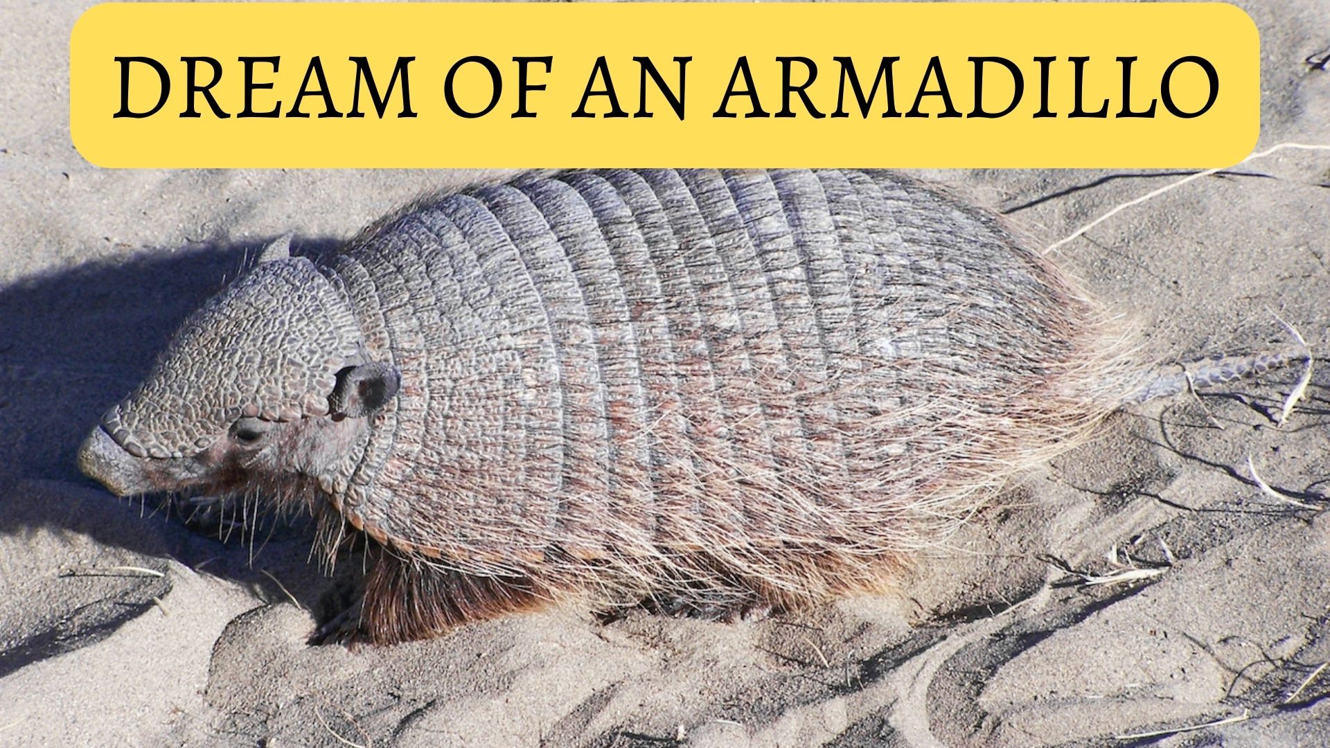 Dream Of An Armadillo - A Symbol Of Your Deeper Desires