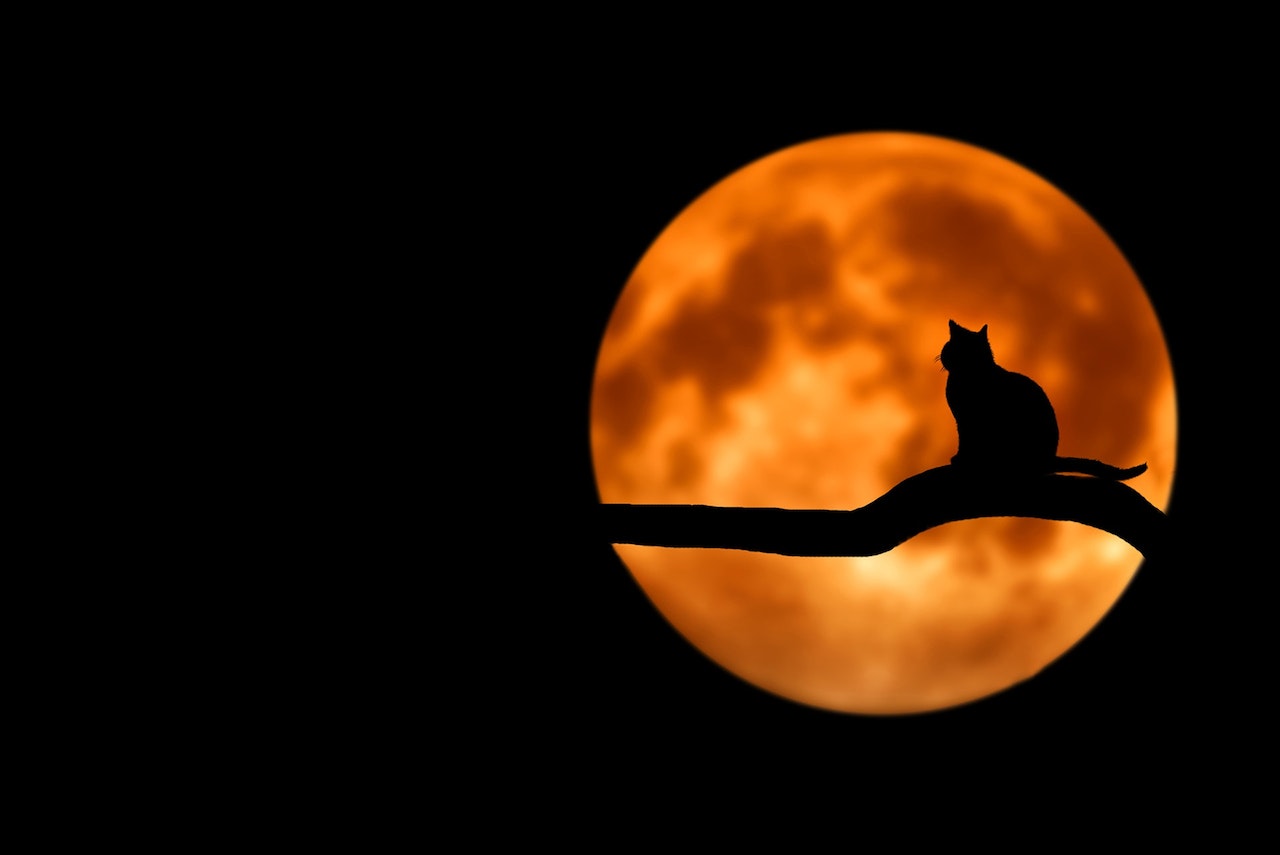 Silhouette of a cat sitting at a tree branch on a full moon