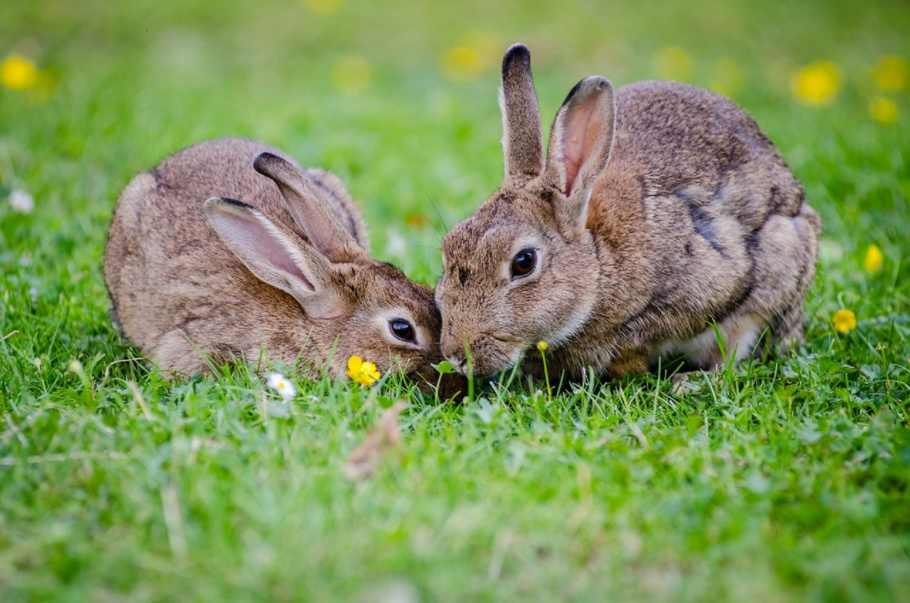 Two Rabbits Eating Grass at Daytime