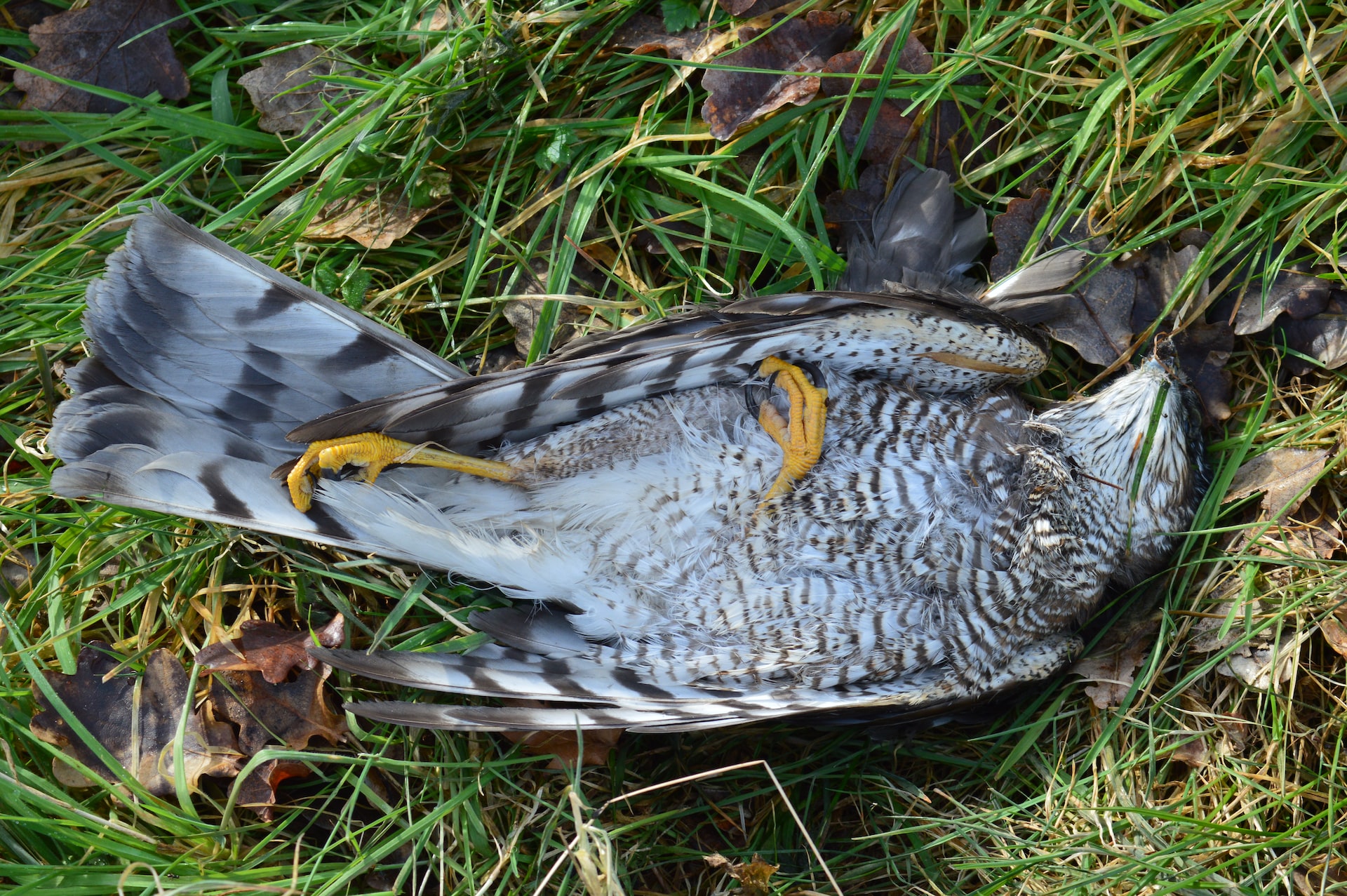 A Dead Gray Coloured Bird On The Green Grass