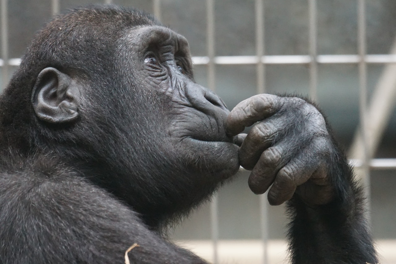 Close-up of Black Gorilla With His Hand On His Lips