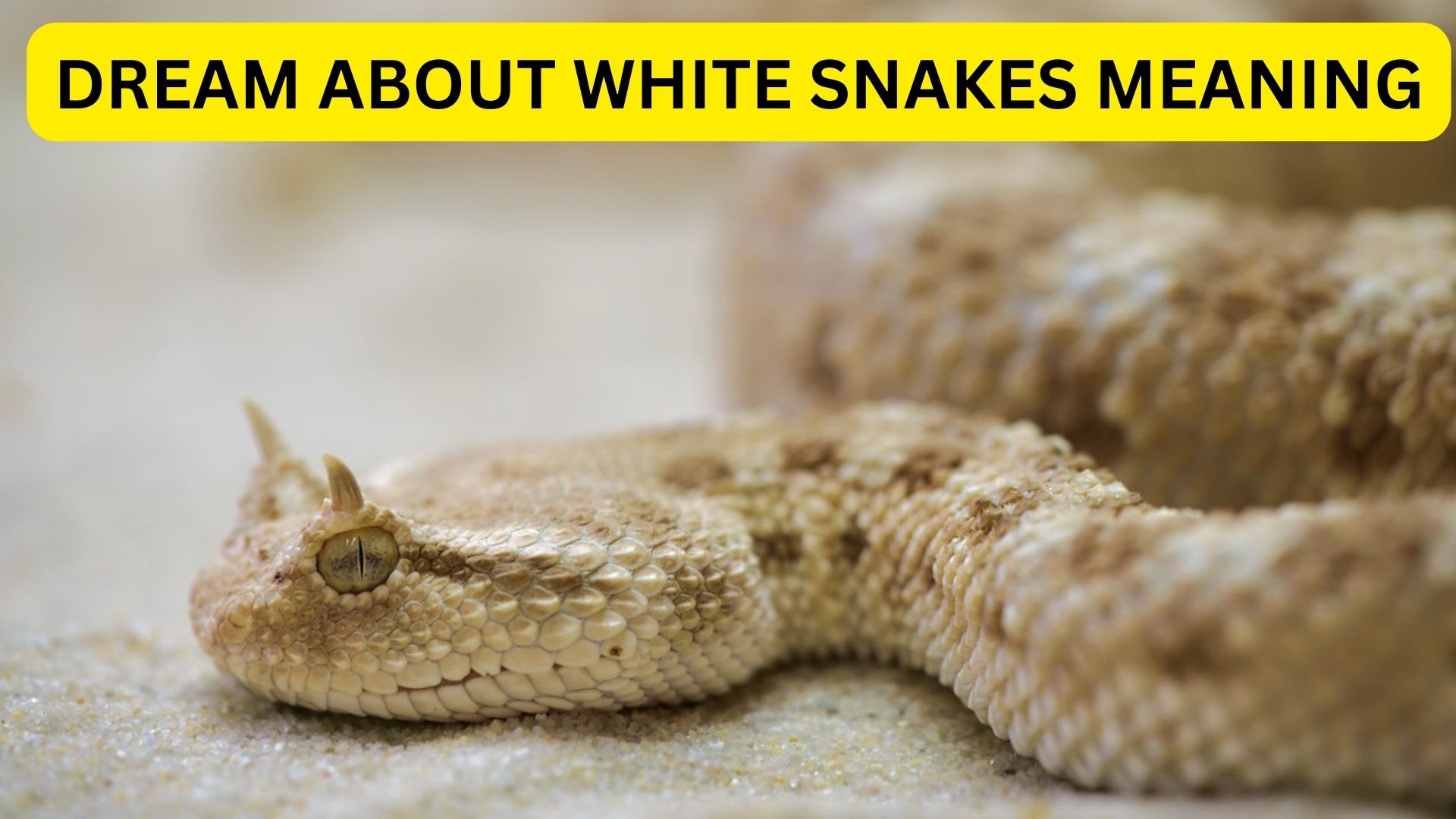 Dream About White Snakes Meaning - Energy, Purity, And New Beginnings