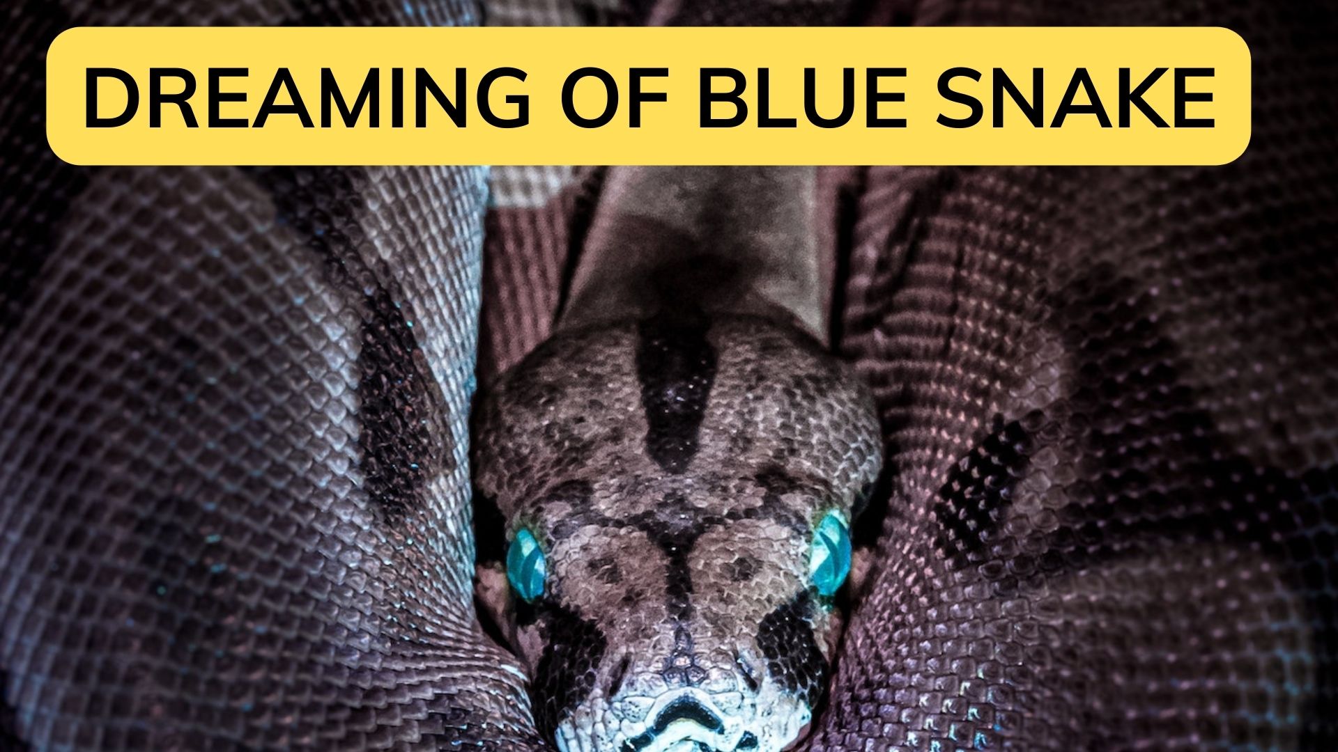 Dreaming Of Blue Snake - It Symbolizes Good Fortune And Success